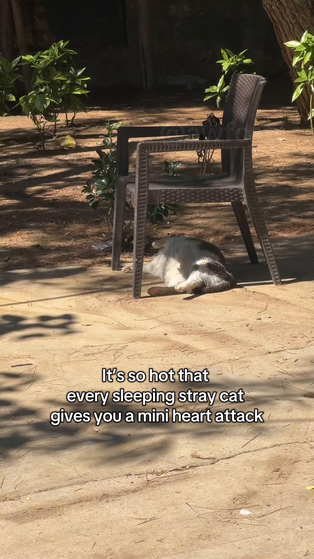 @AWF Cats