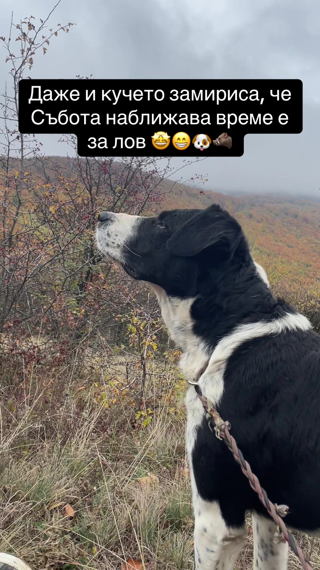 @Kehayov ރ