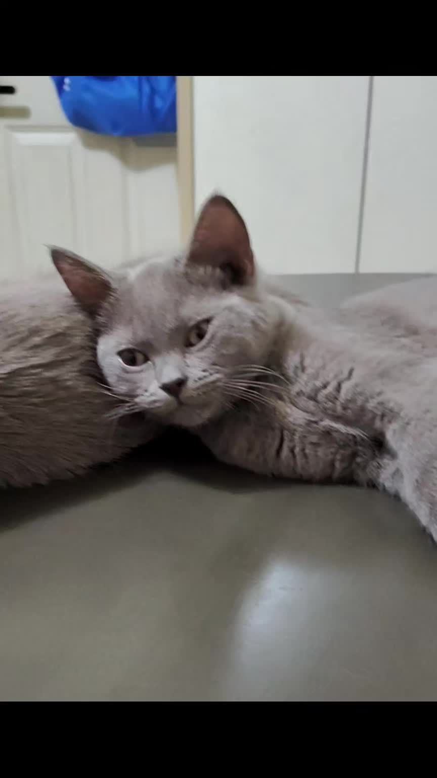 @Simba😽