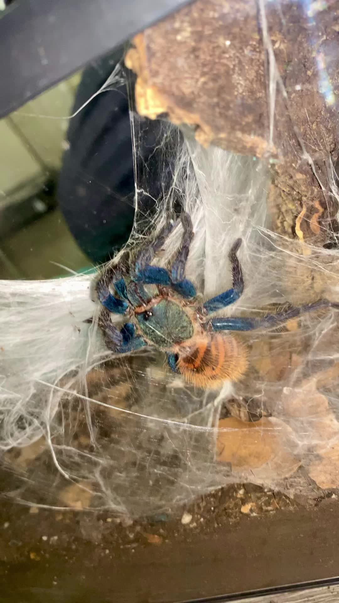 @vidaexotic_tarantulas