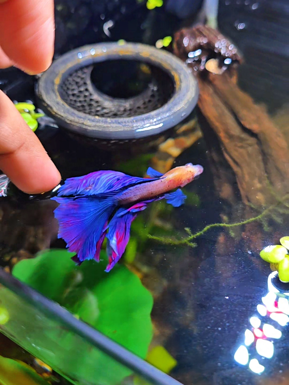 @NebulaTheBetta