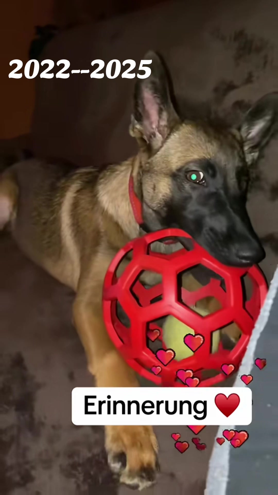 @malinois_und_ich