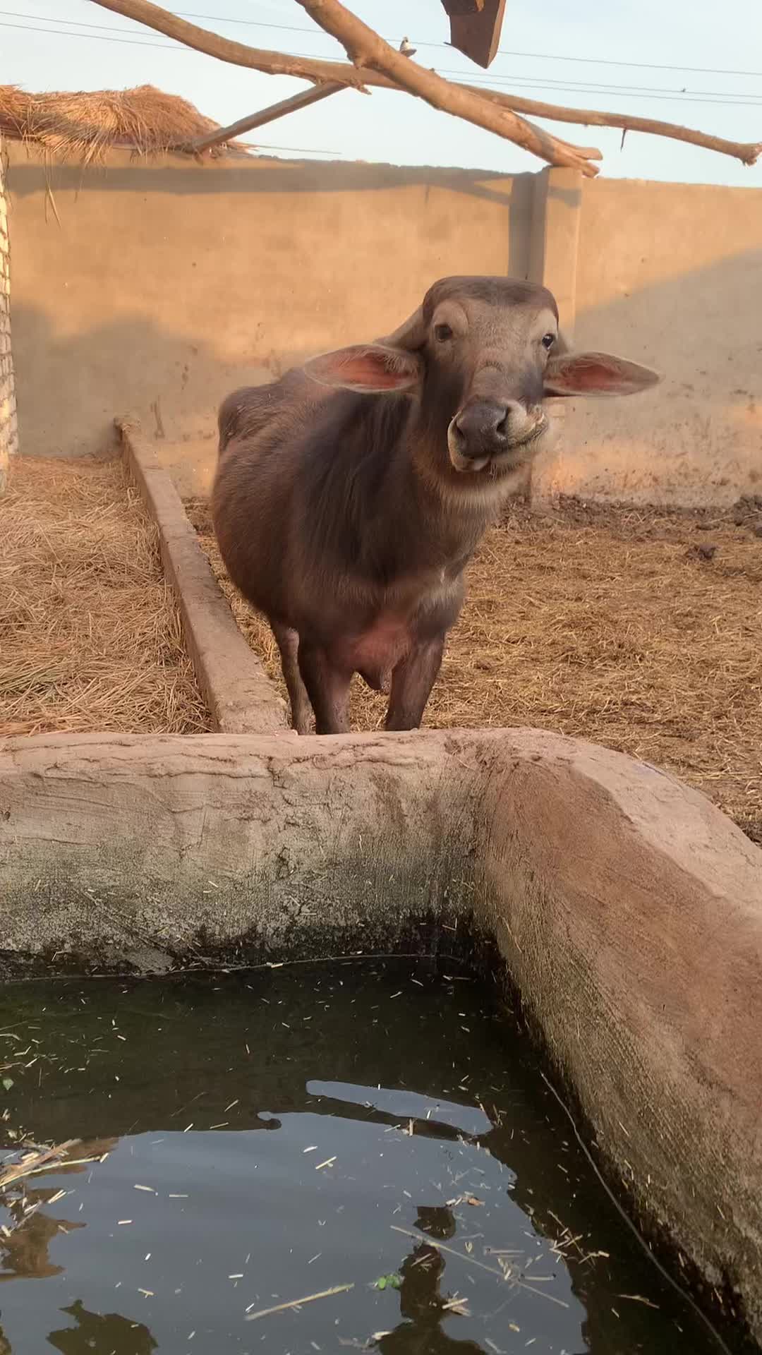 @MOSBAH BARKAT
