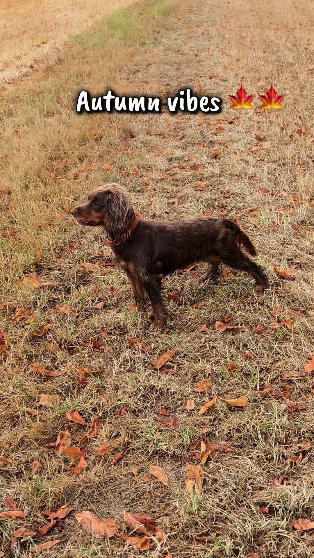 @Pipstar 🐕&zwj;🦺