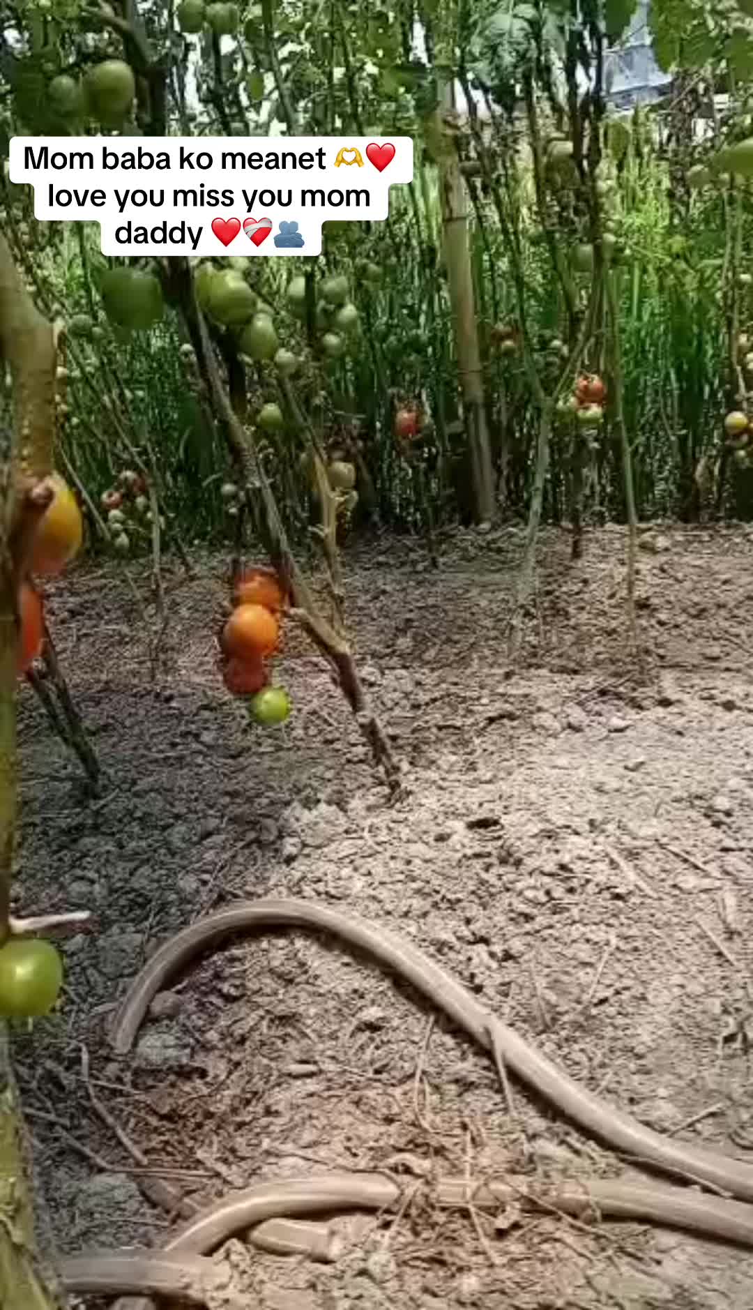 @अमृत गुरुङ💔🥀