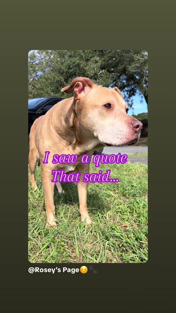 @Rosey’s Page☺️🐾