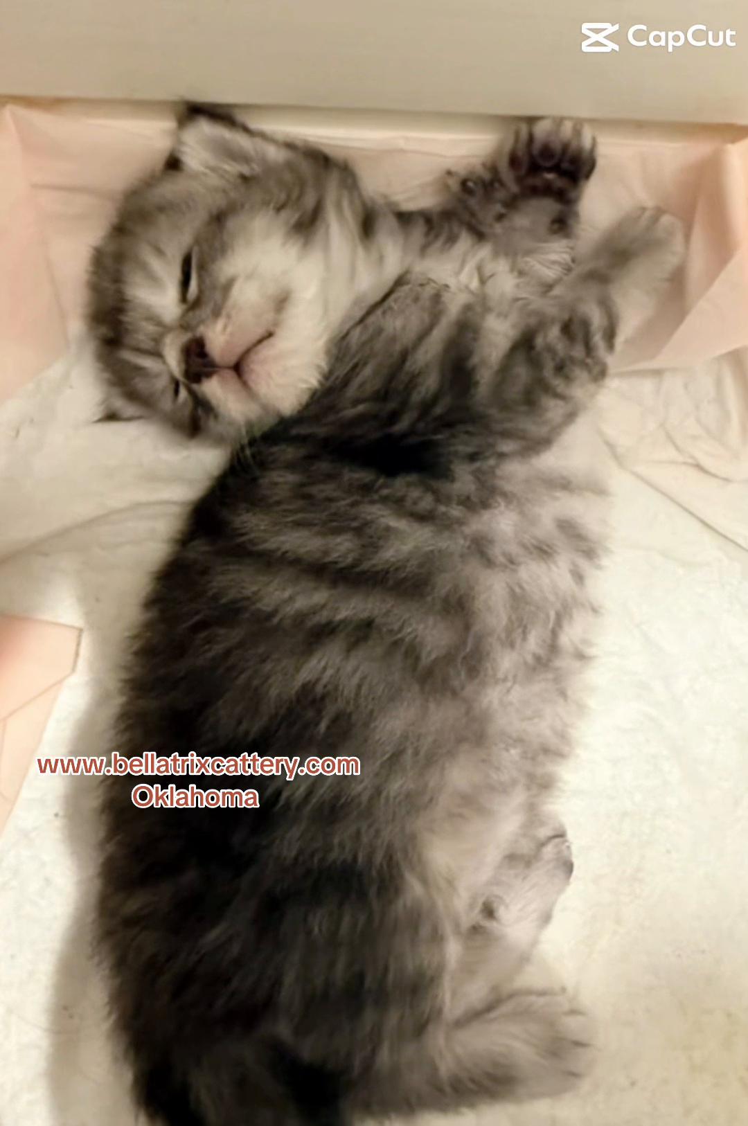 @Bellatrix Maine Coon Cattery