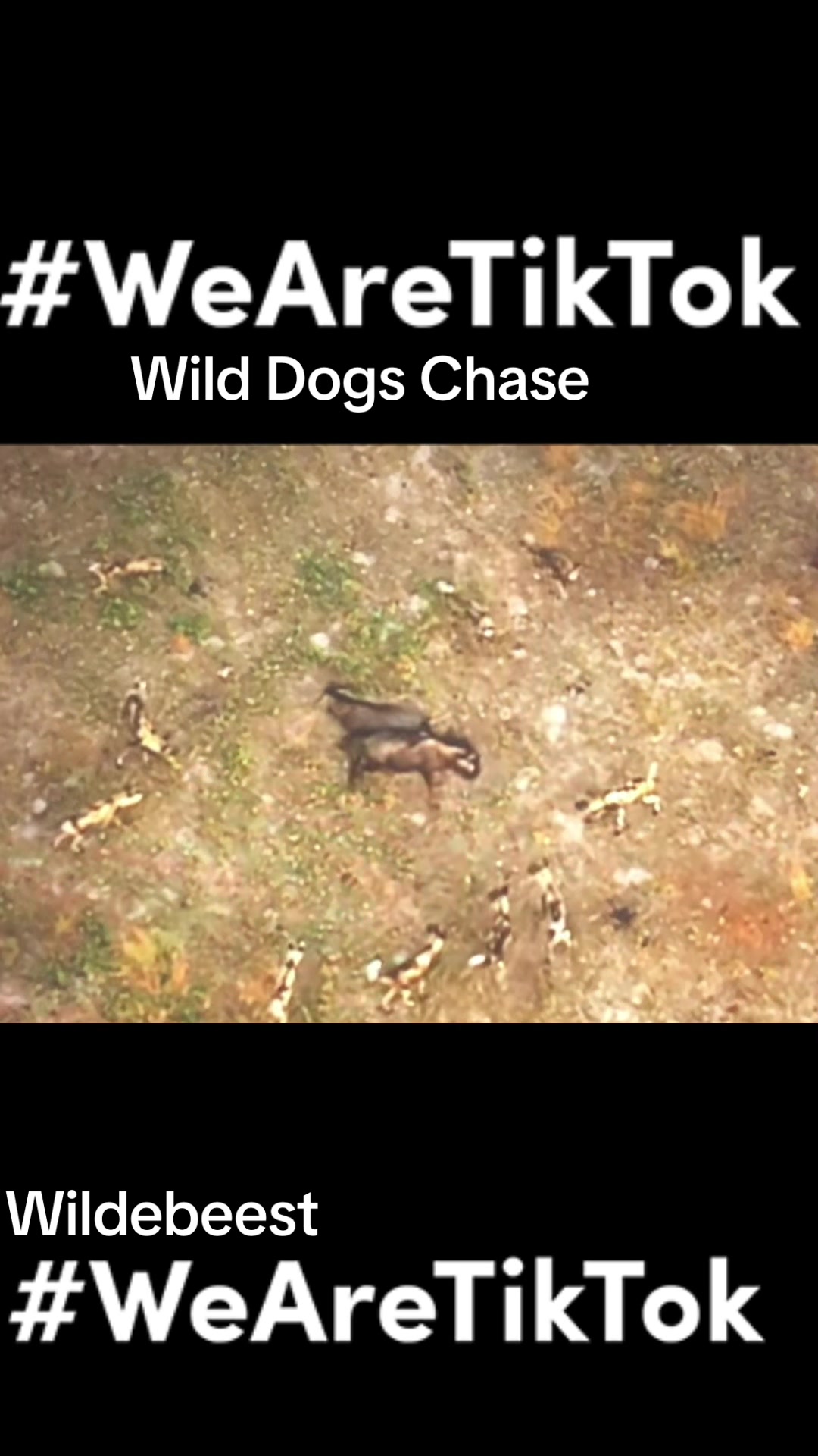 @borderman20