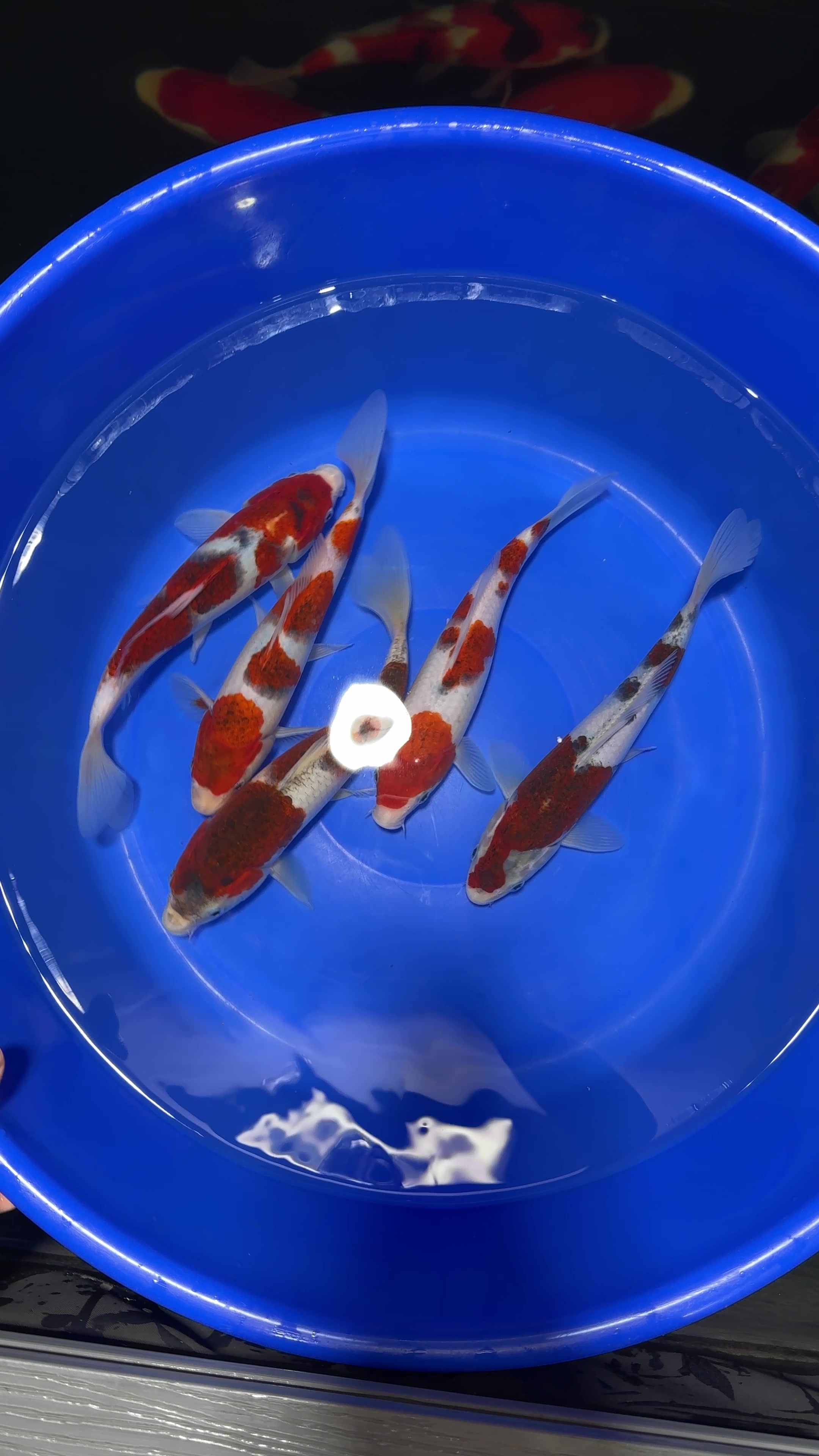@Shirley Koi๐๐ฌ๐ง
