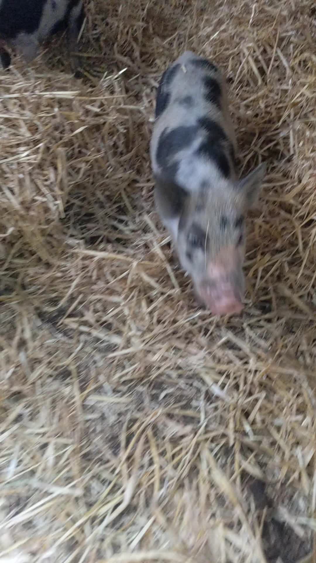 @farmgirl