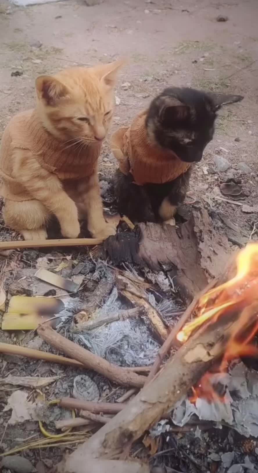 @Hairyballs445