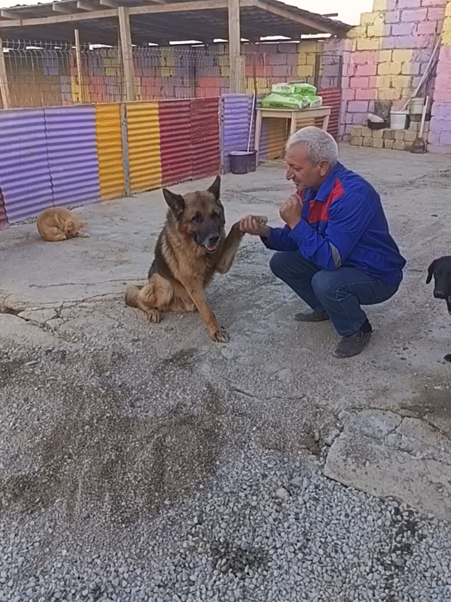 @Sahibsiz heyvanlara dəstək