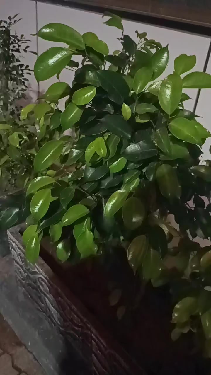 @🌸ملک زادی🦋