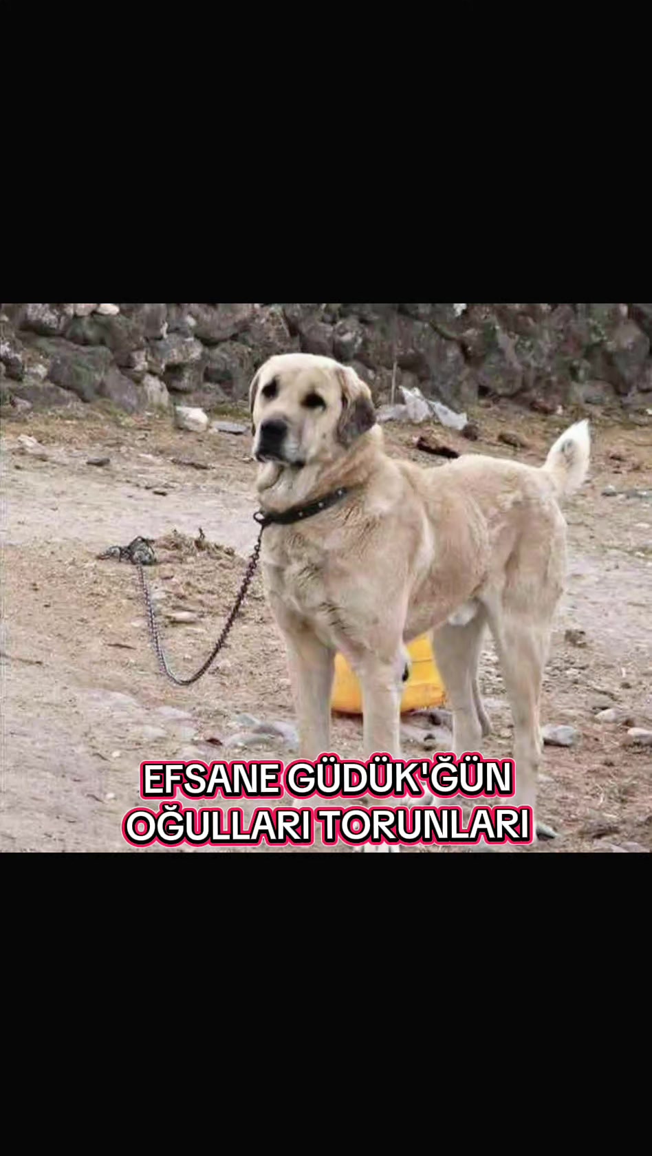 @🏆 TRKANGAL23 🏆