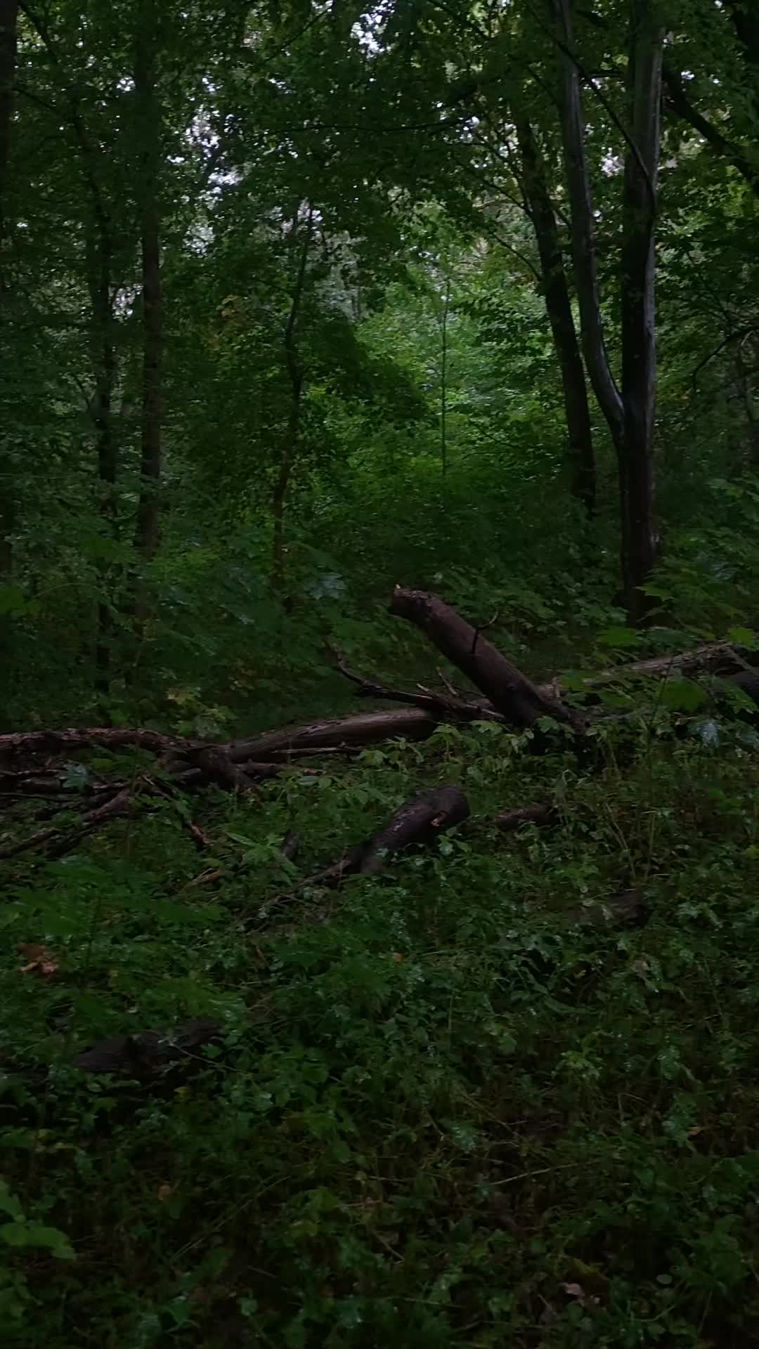 @🦊Анна Лисьина 🌘