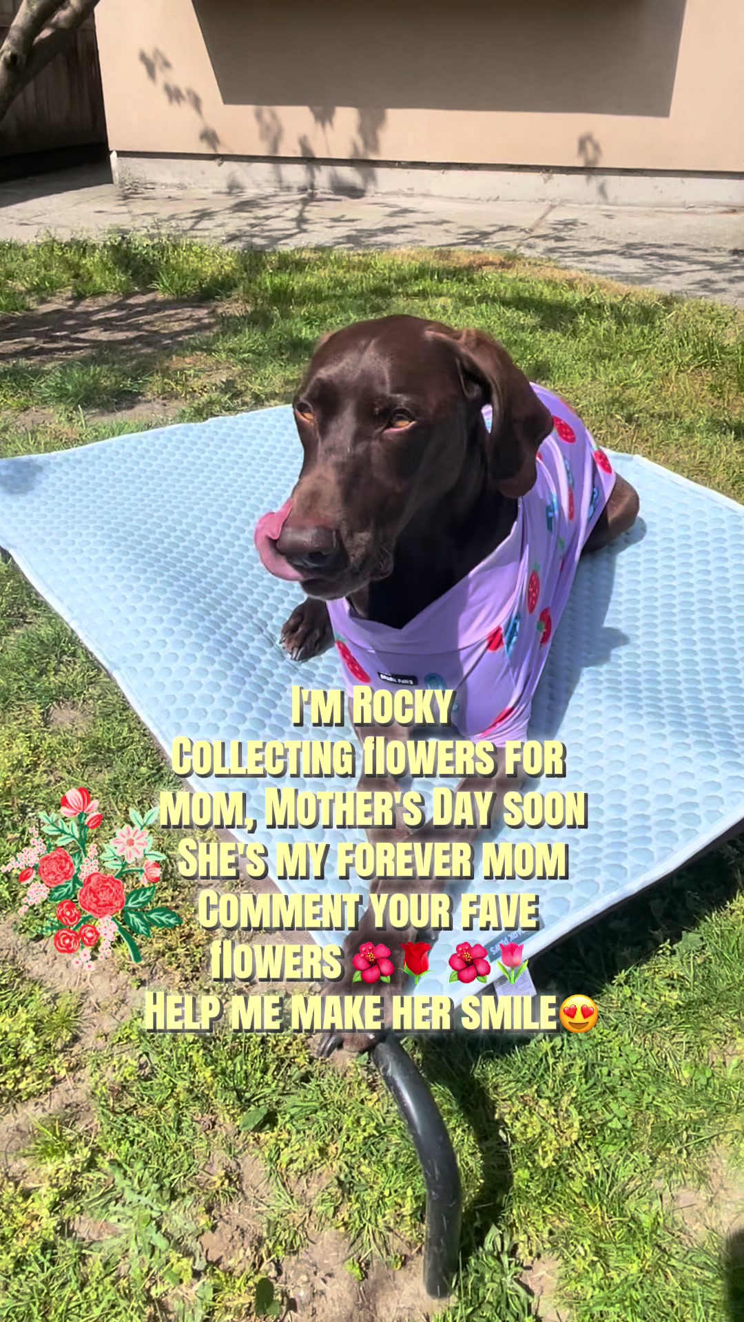 @Rocky_and_mom 🐾❤️🐶