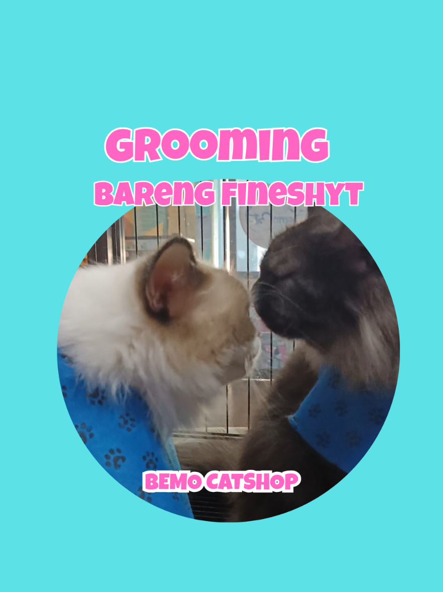 @Bemo Catshop
