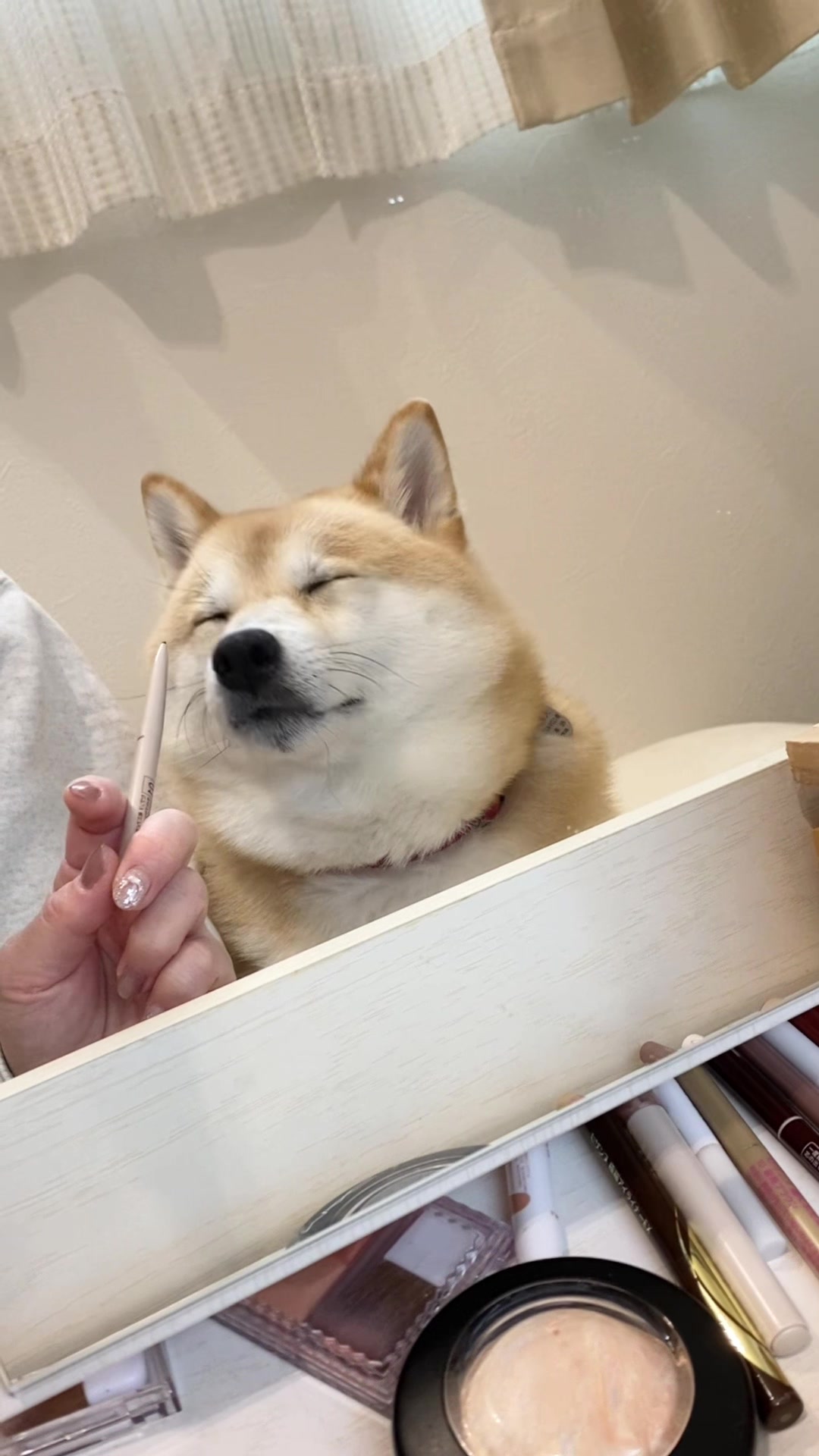 @こむぎといなり