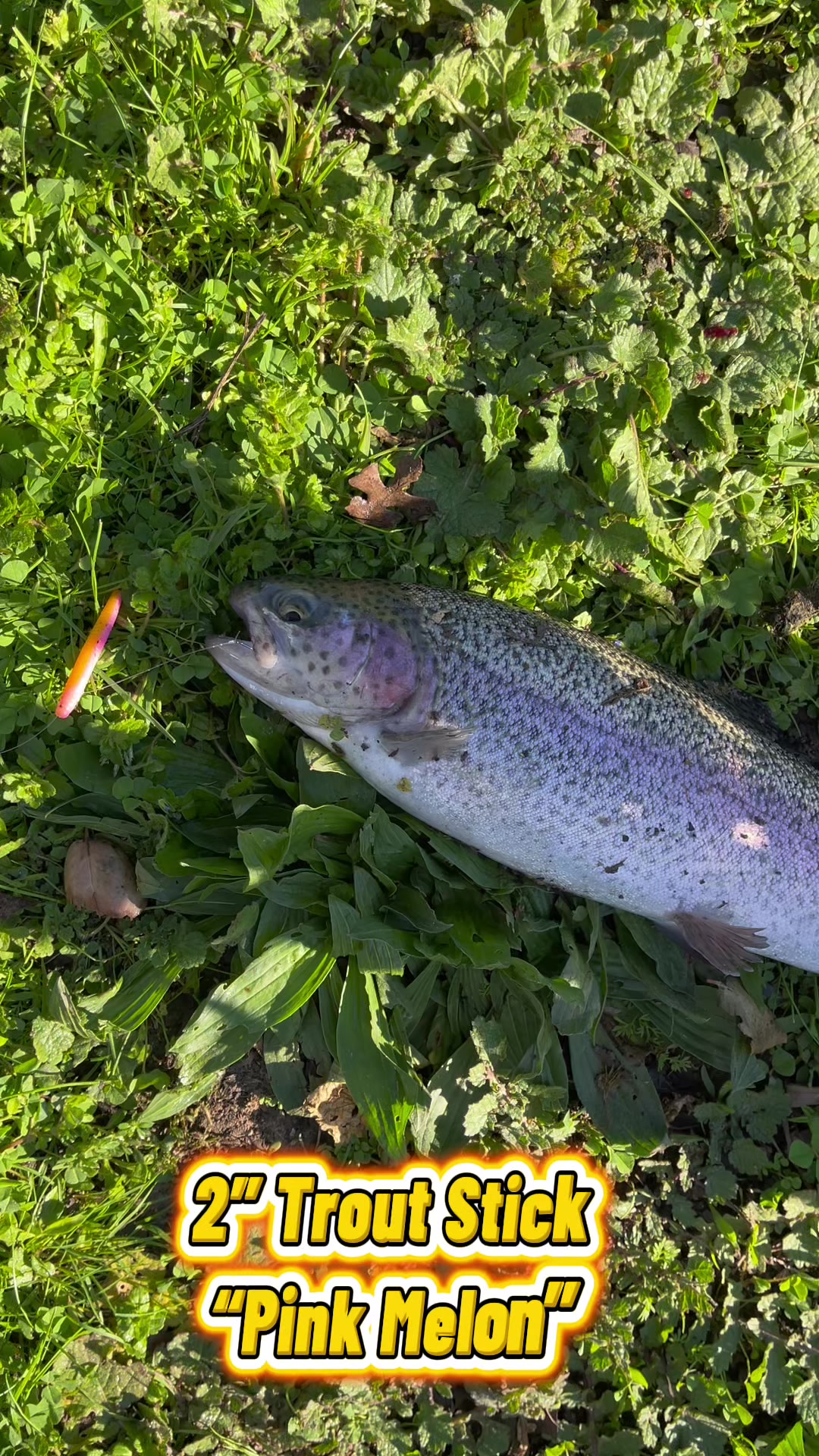 @Keep It Reel Trout Worms