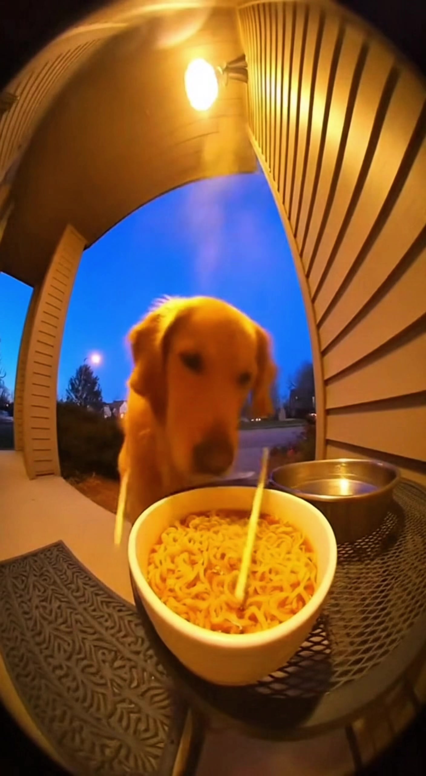 @Paw on Camera