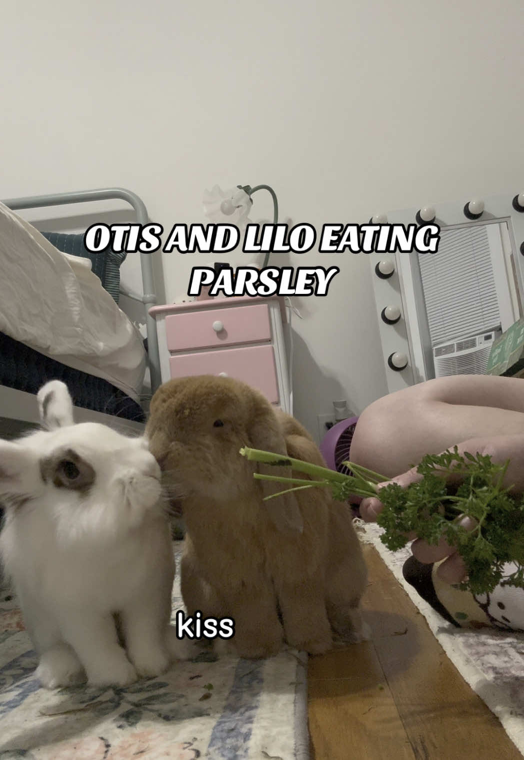 @Otis the Bunny