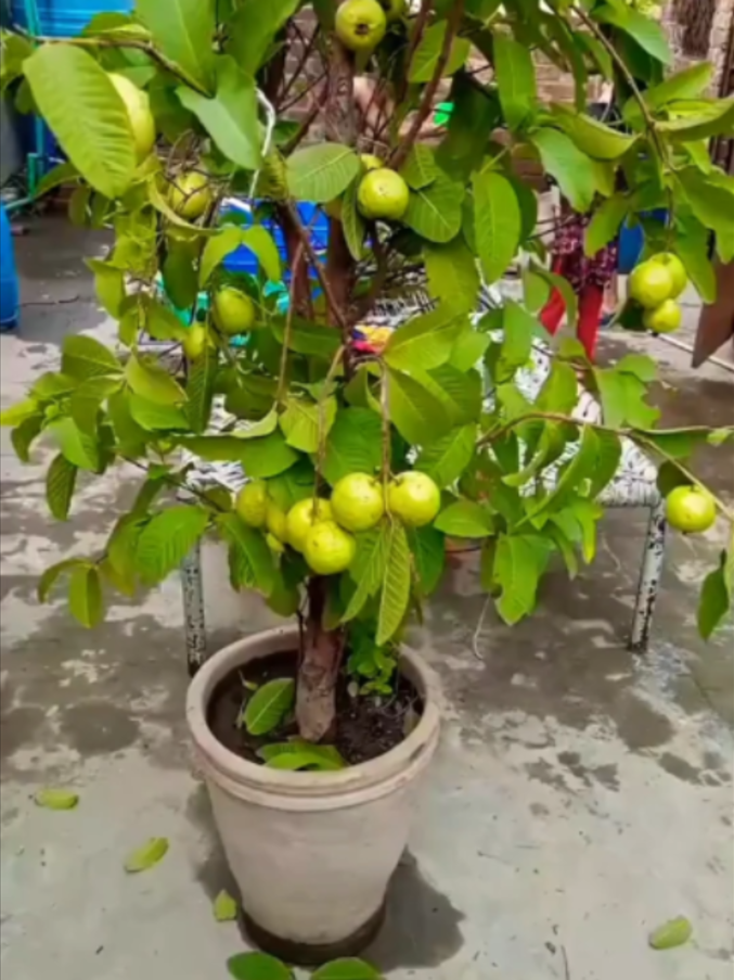 @Garden Secrets
