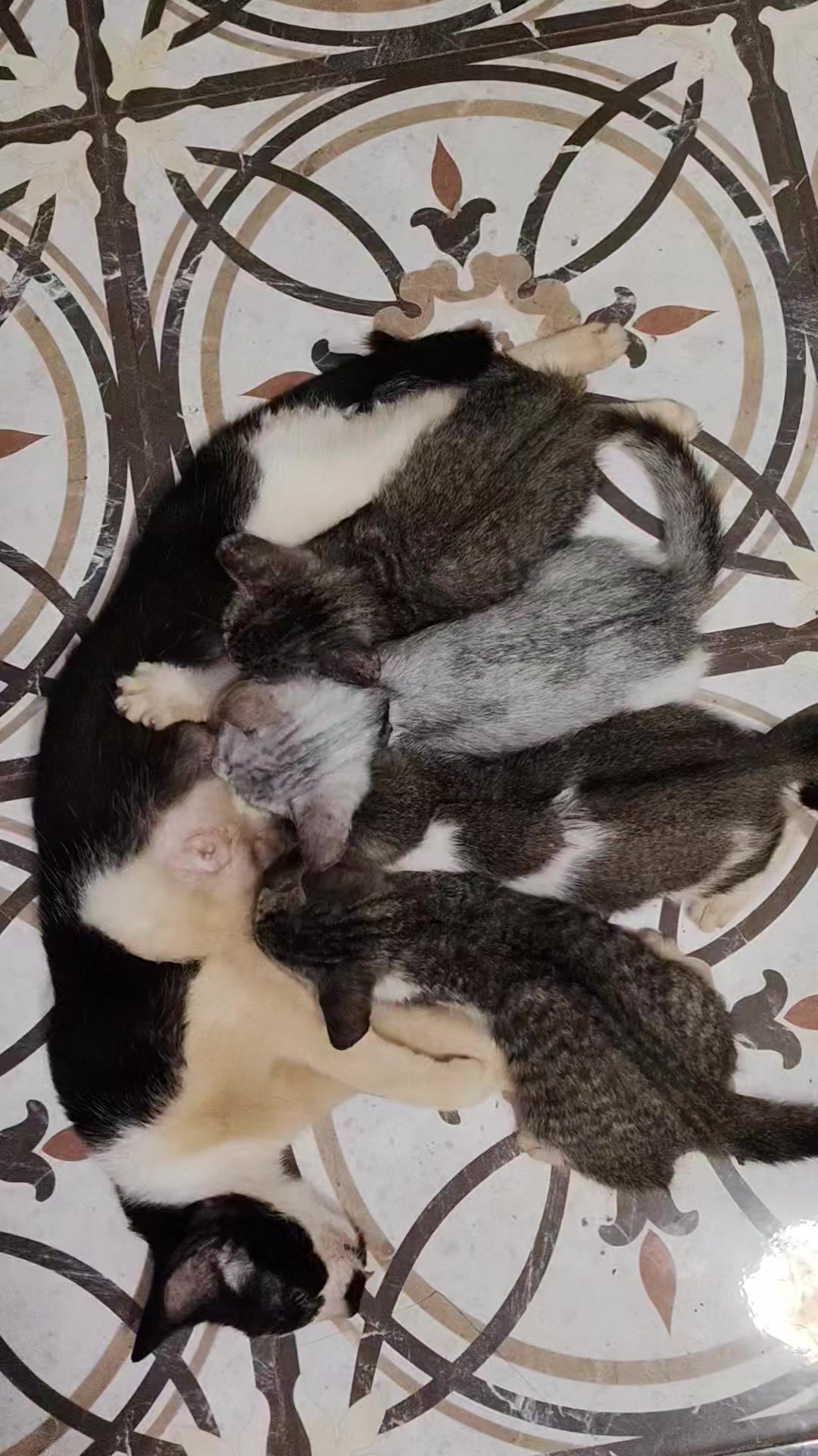 @nmdr129