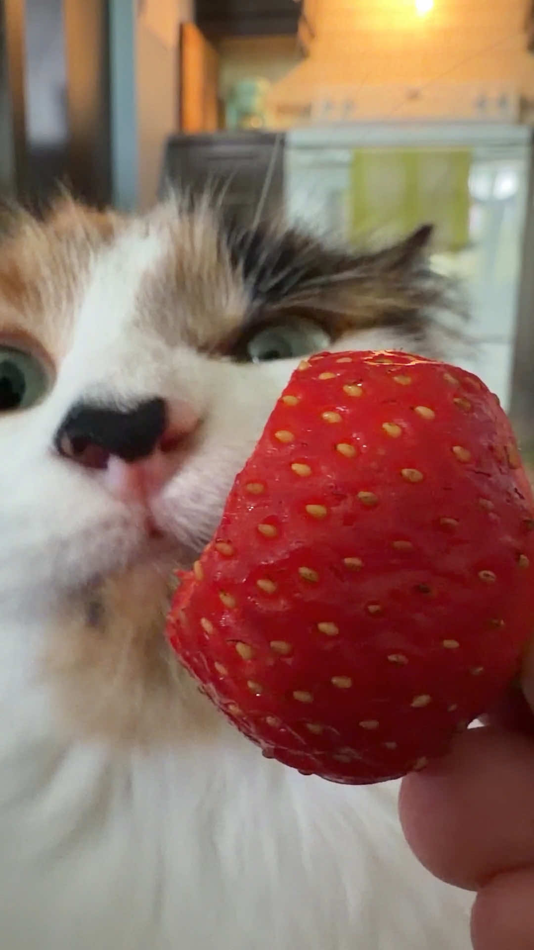 @The Oreo Cat