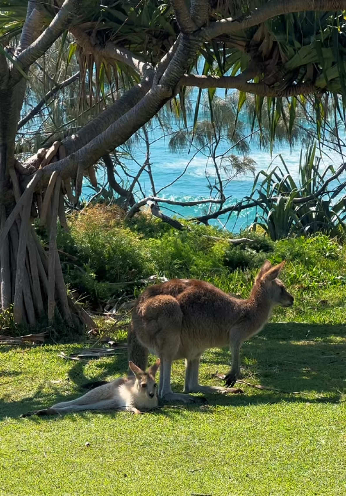 @Australia