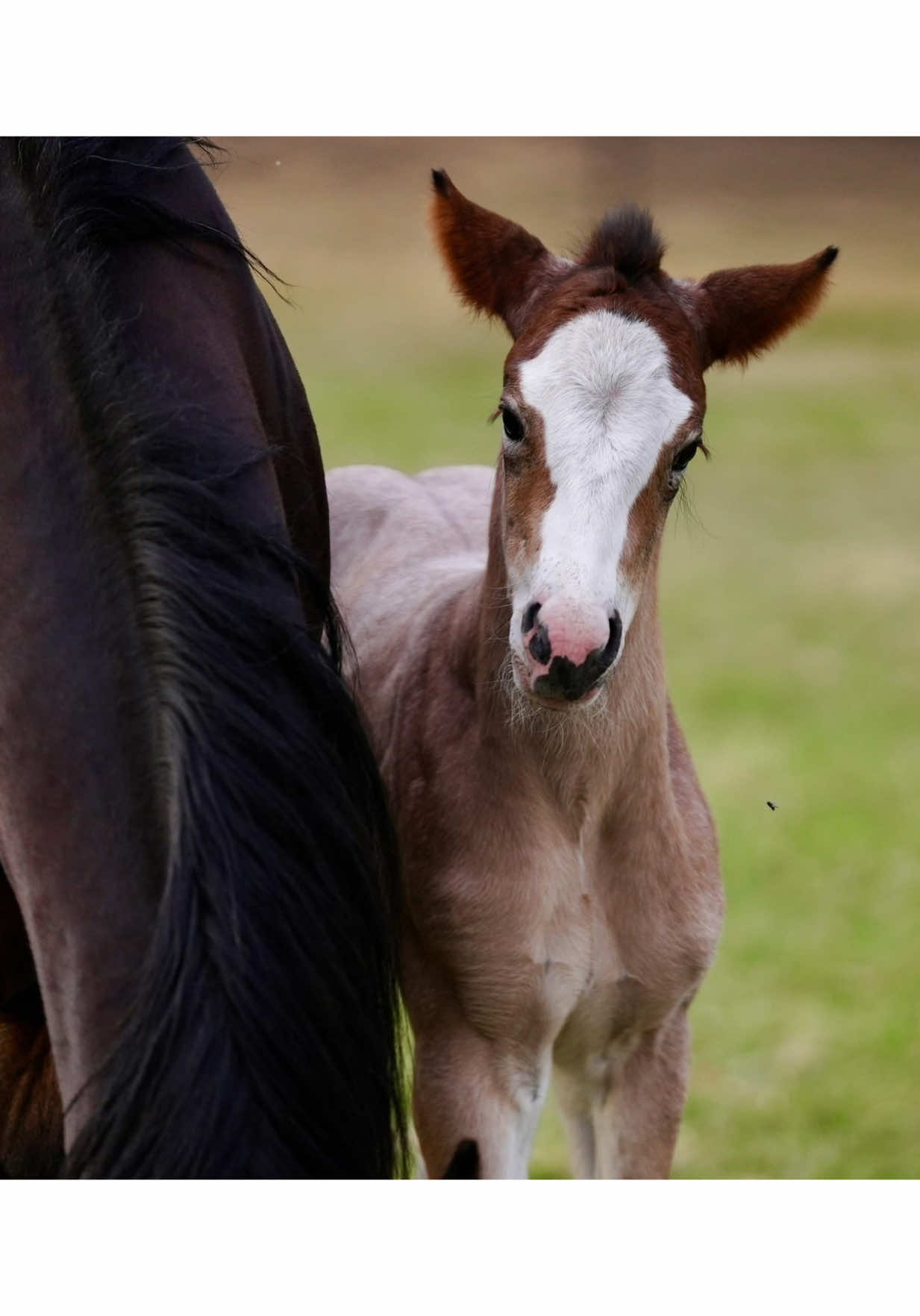 @Hanginghorses