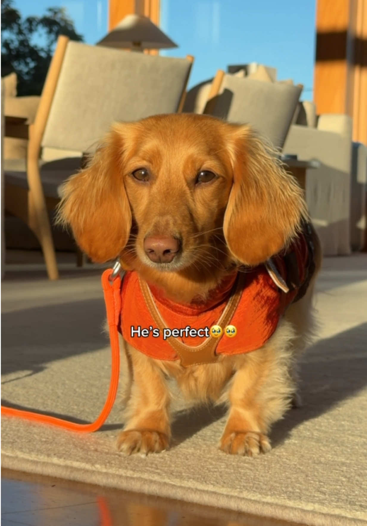 @cashewdachshund