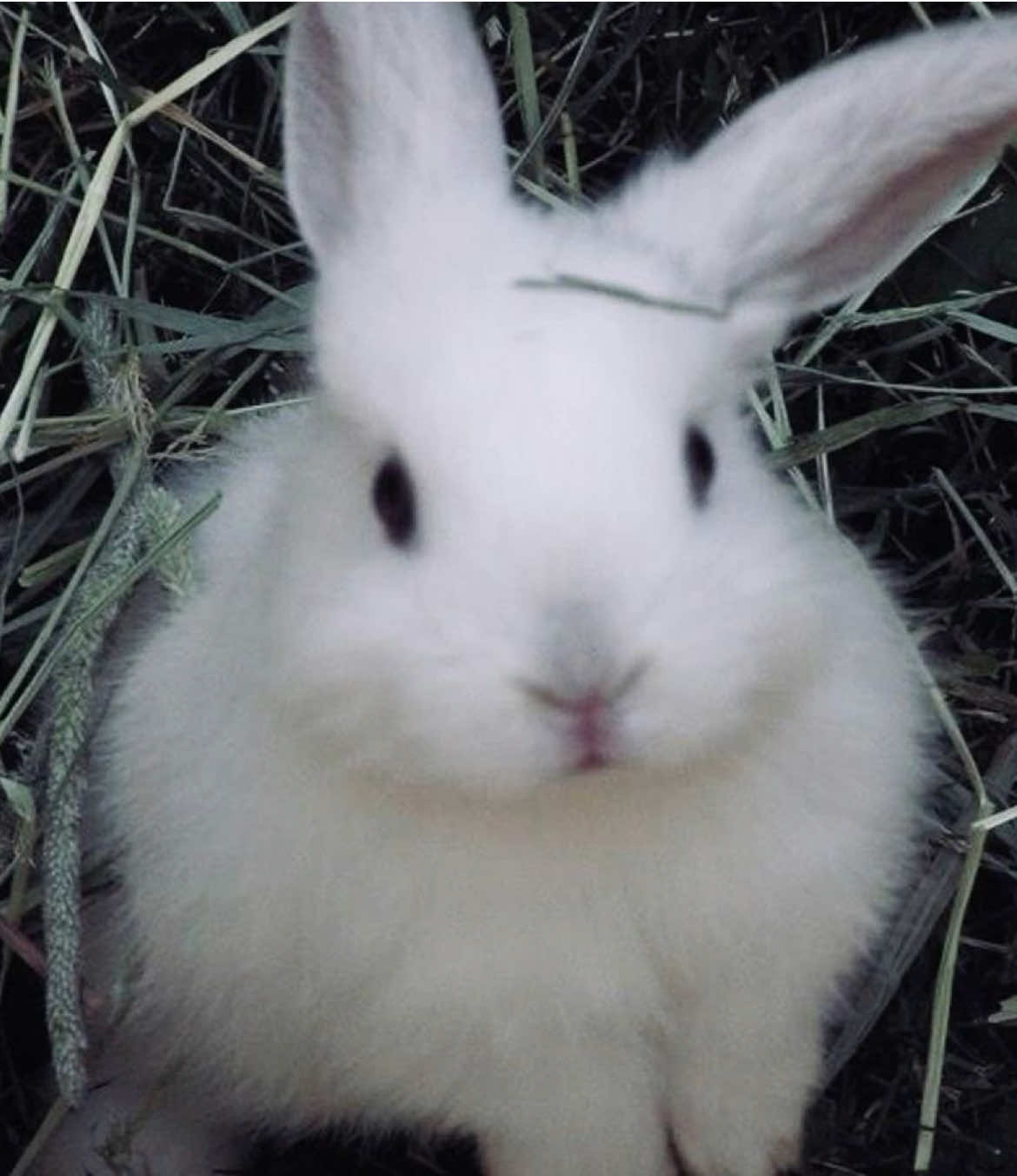 @polinkakotikova🐰