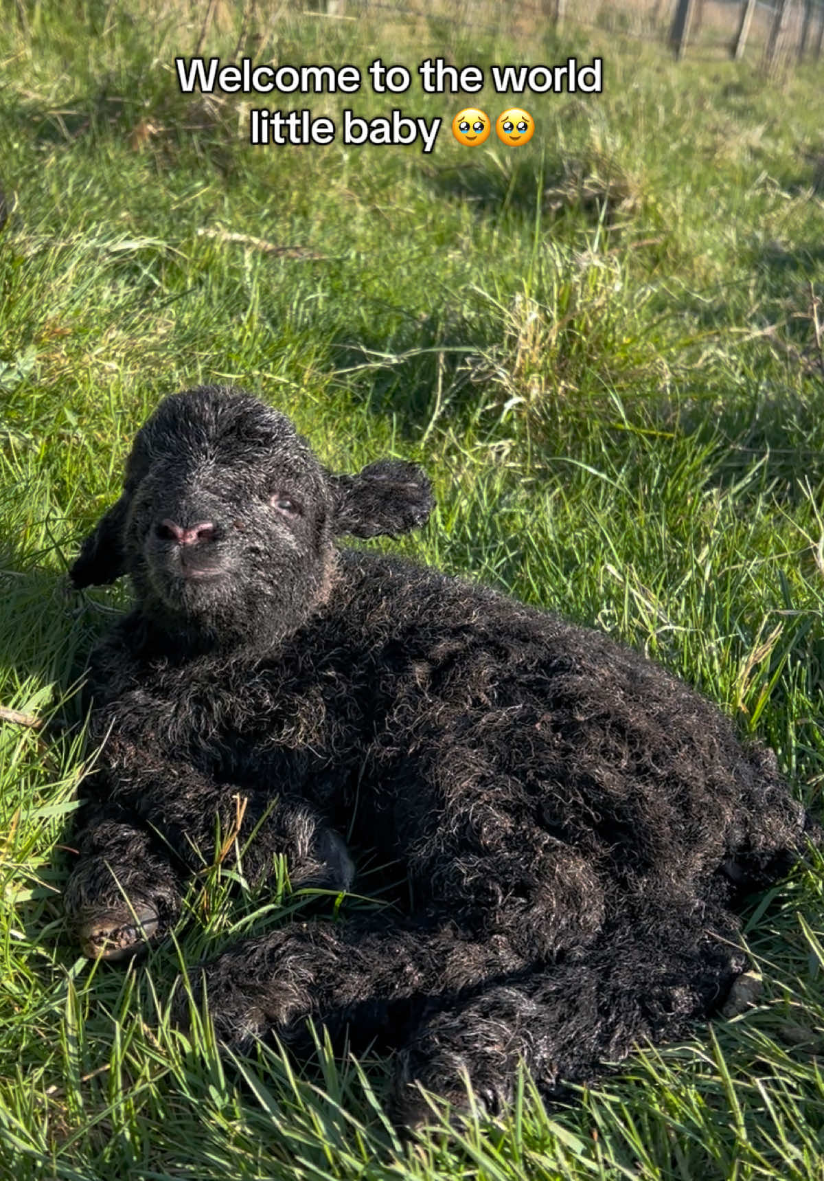 @Annie The Lamb