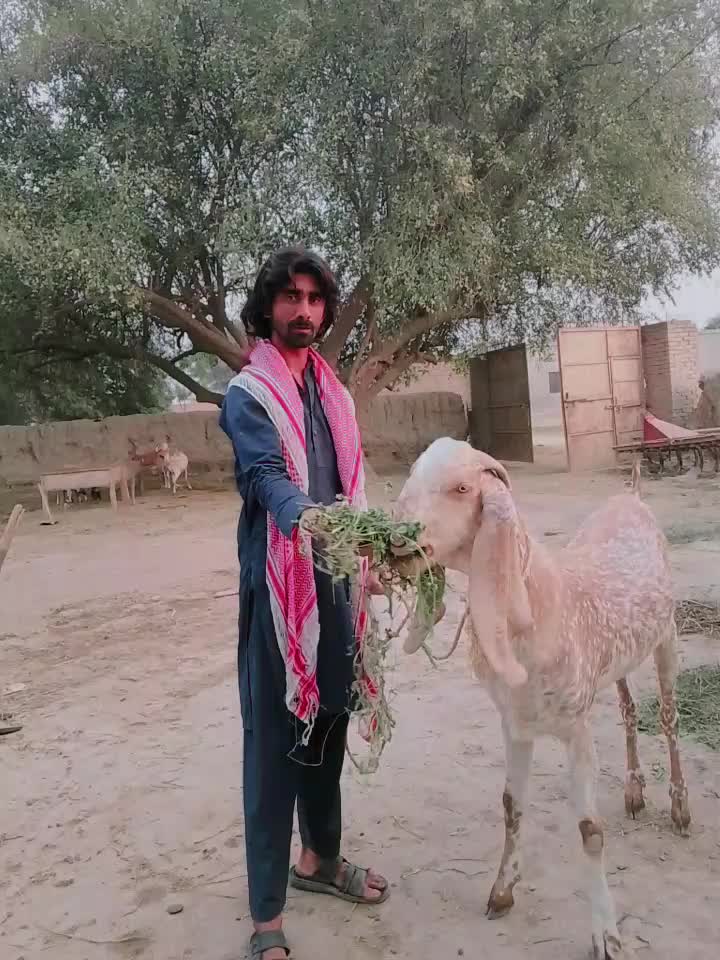 @Usman Dogar Pinda ayla