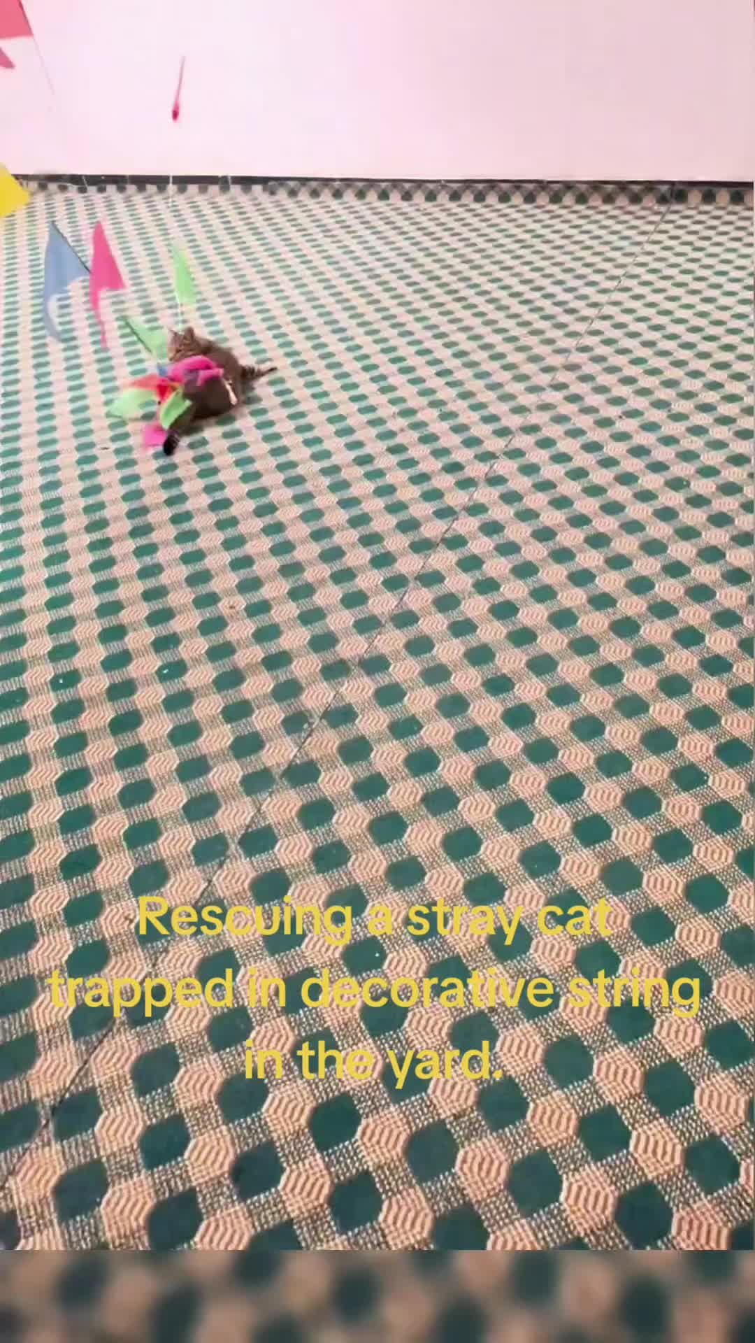 @videos animals funny