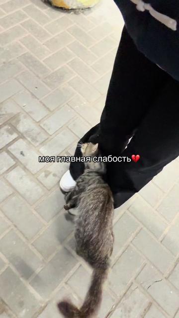 @сон