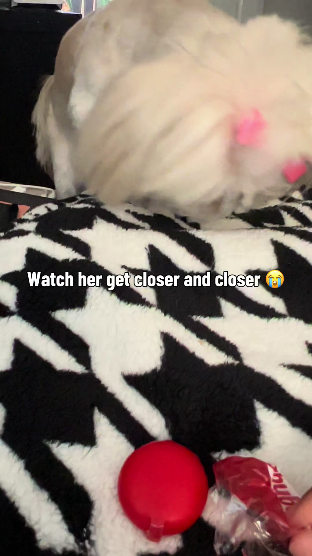 @nitaandcookiesha