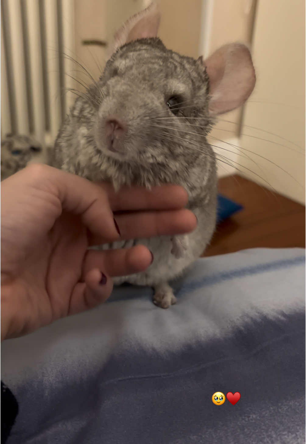 @AlbiTheCinci🐭