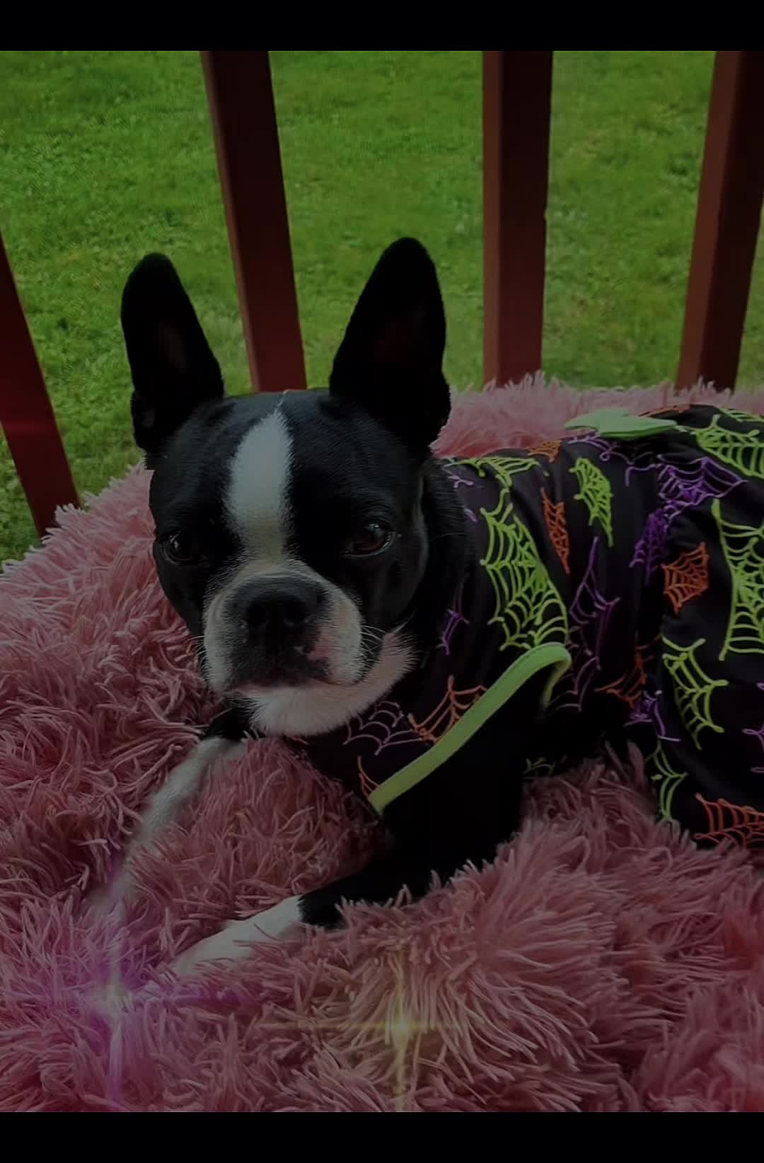 @bostonterrier7