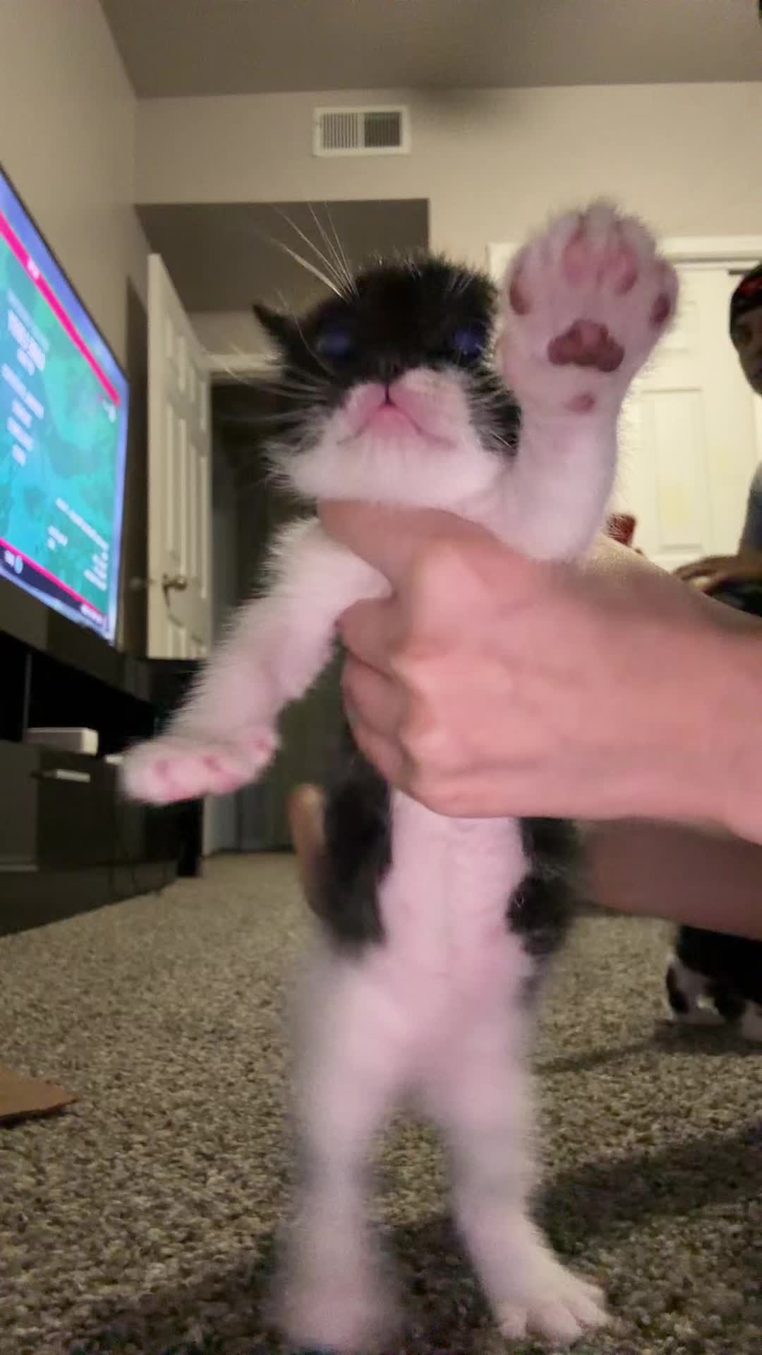 @cat_dancers