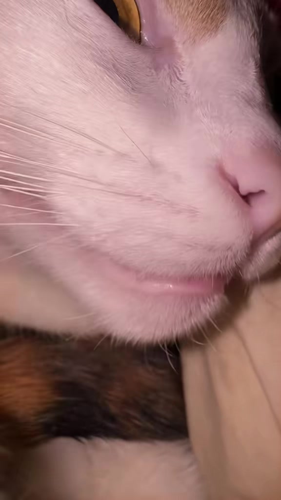 @oopygooper