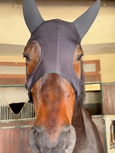 @Horses TikTok