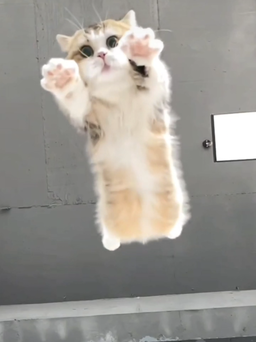 @Gatosetravessuras@10