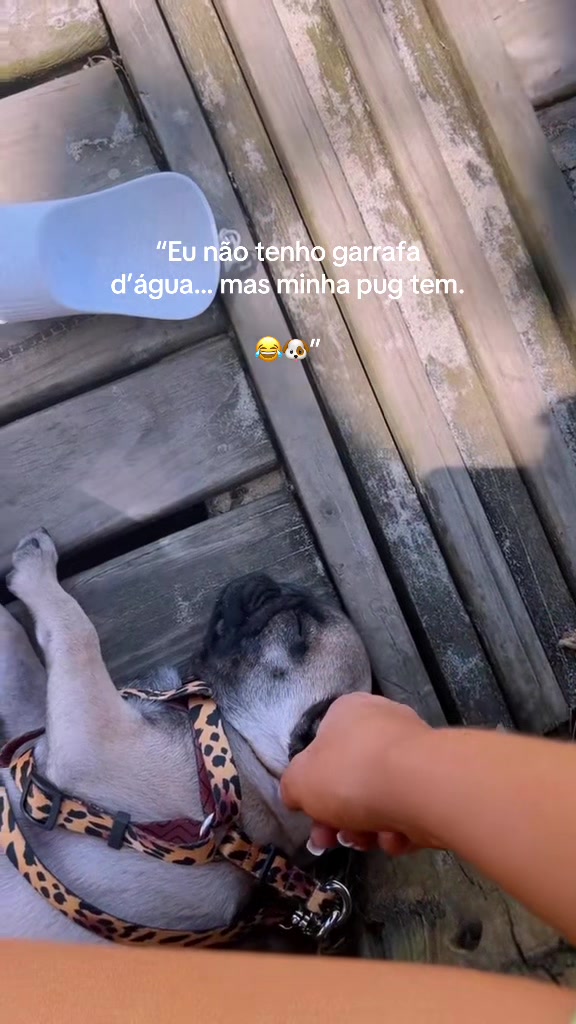 @pugSofyHarry