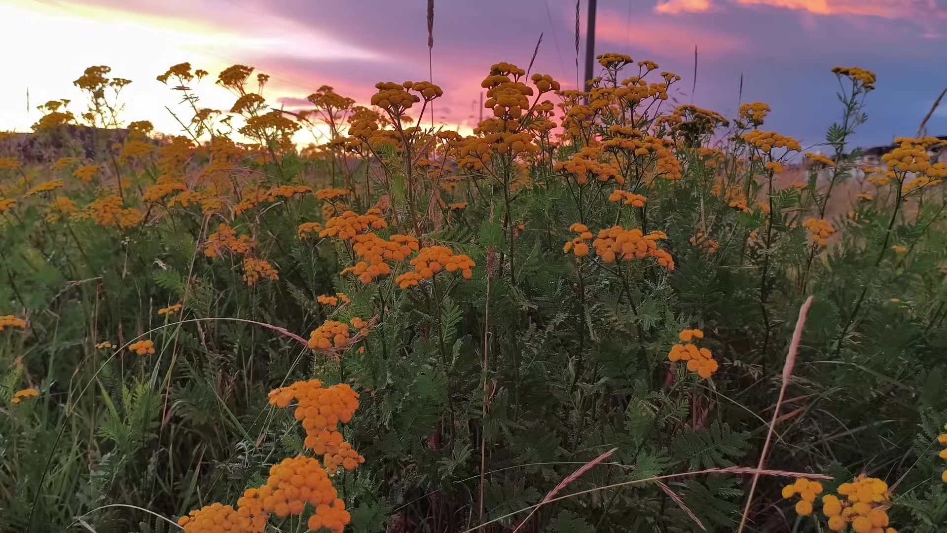 @сквизи