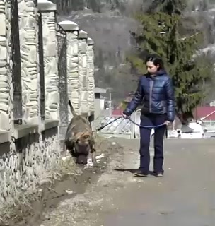@Presa Canario Varro Bull