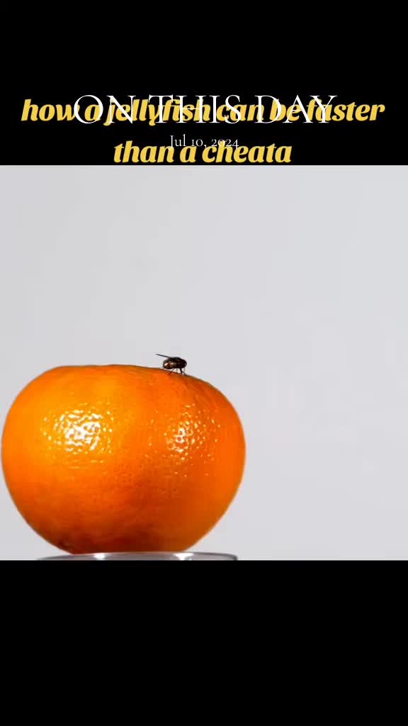 @Mathematicanese