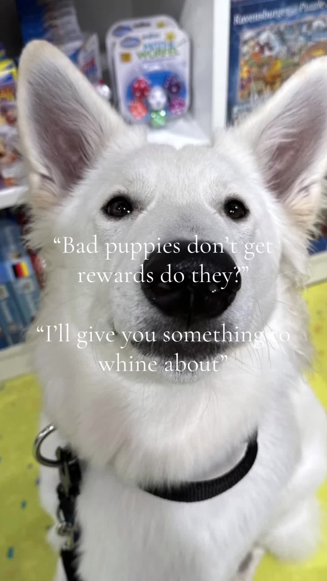 @mimi🐾