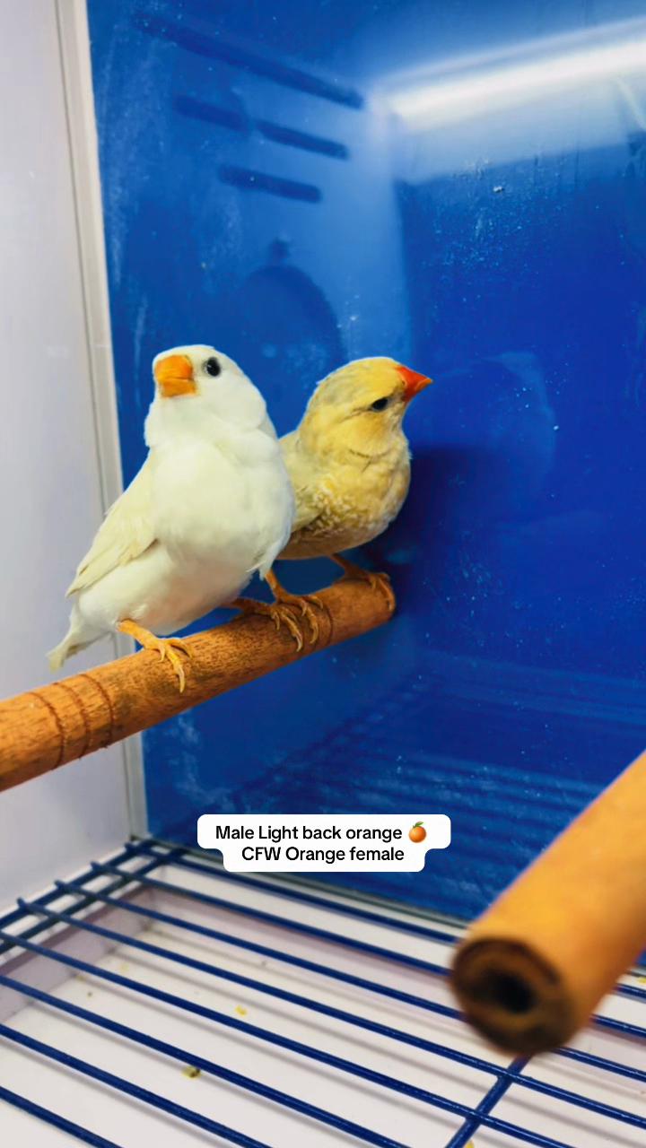 @Lala Aviary