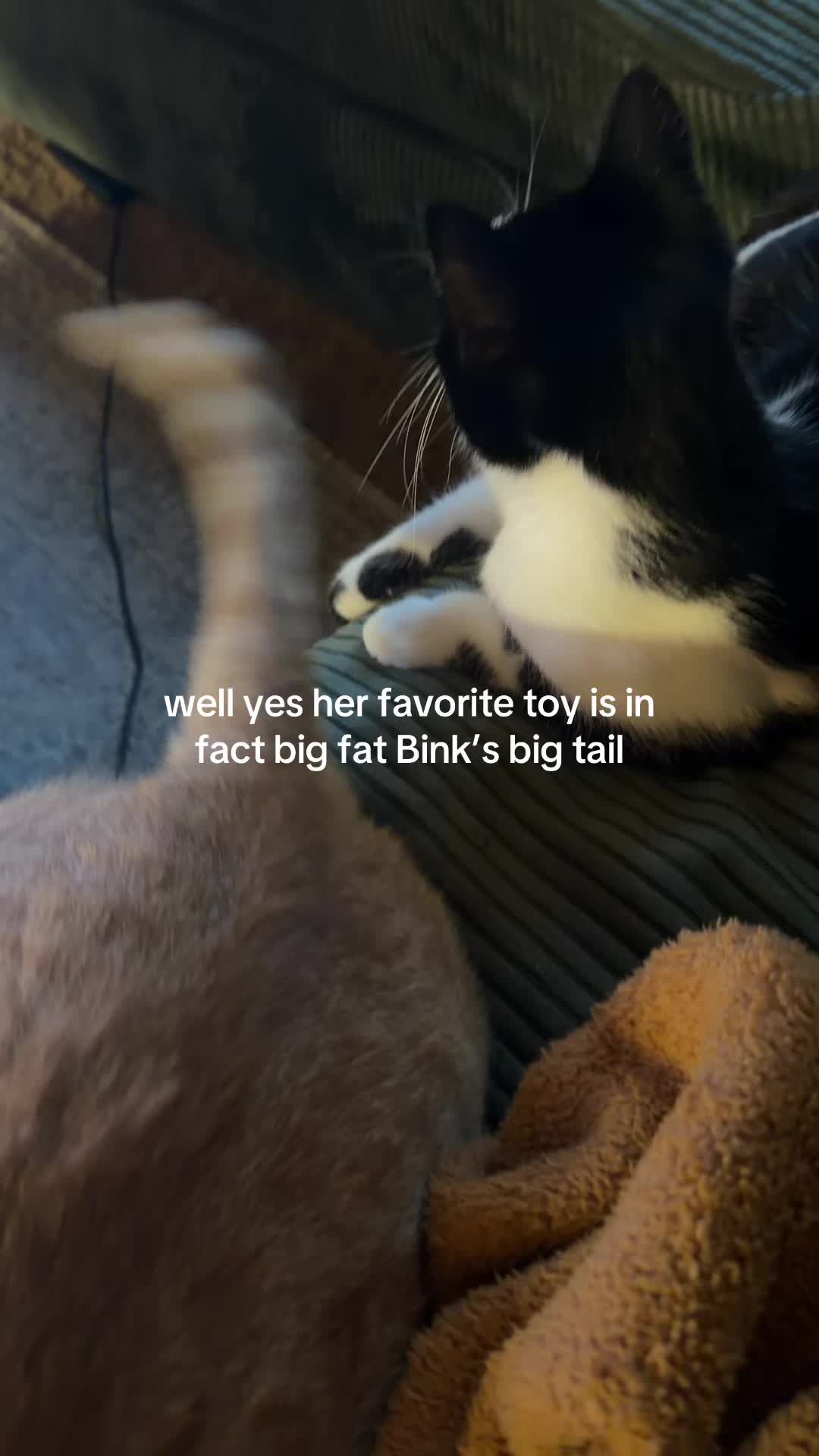 @bink the big orange cat